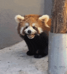 a red panda sitting next to a metal container with its mouth open