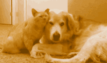 Cat Dog GIF - Cat Dog GIFs