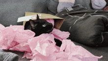 Cat Katinas GIF - Cat Katinas Juodas GIFs