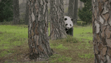 Panda Lurker GIF - Panda Lurker Shy GIFs