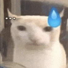 a close up of a white cat with a blue drop on its forehead .