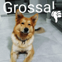 Grossa Thumbs Down GIF - Grossa Thumbs Down Dog Disproves GIFs