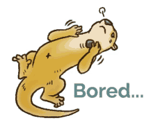 otter bored nothing to do