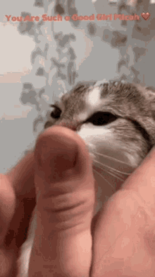 a cat is being held in a person 's hands with the words " you are such a good girl mich " written above it