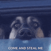 Dog Looking GIF - Dog Looking Stare GIFs