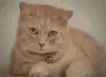 Funny Animals Crying Cat GIF - Funny Animals Crying Cat GIFs