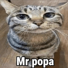 a close up of a cat with a big smile on its face and the words `` mr popa '' written on it .