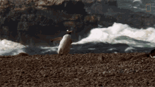 Walking By The Beach World Penguin Day GIF - Walking By The Beach World Penguin Day Symphony For Our World GIFs