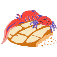 axolotl eating