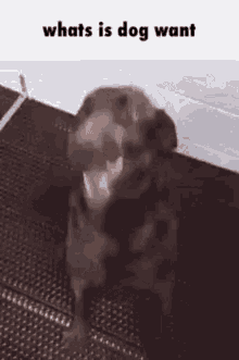Whats Is Dog Want Funny Dog GIF - Whats Is Dog Want Funny Dog Cute GIFs
