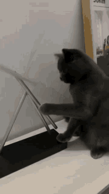 Cat Cats GIF - Cat Cats Idiot Things GIFs