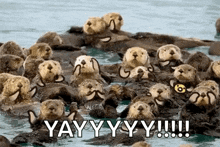 Otters Clapping GIF - Otters Clapping Happy GIFs