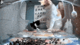 a cat in a clear container with a sign that says purrr app on it
