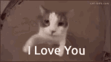 Cat Love Come Here GIF - Cat Love Come Here Hug GIFs