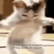 Gloop The Fourth Valleycord GIF - Gloop The Fourth Valleycord Cat Dance GIFs