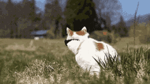 Cats GIF - Cat Turn Wearingshades GIFs