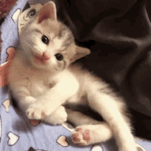 Cat Hello There GIF - Cat Hello There Fart GIFs
