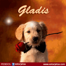 Gladis Gladis Name GIF - Gladis Gladis Name Dog GIFs