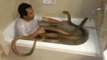 snake bathtub kiss bath