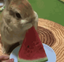 Bunny Rabbit GIF - Bunny Rabbit Watermelon GIFs