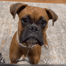 a close up of a boxer dog with the words viralhog written on the bottom