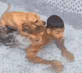 Cachorro Afogar GIF - Cachorro Afogar Meme GIFs
