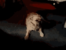 Dog Wagging GIF - Dog Wagging Looking GIFs