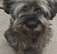 Peluche Dogs GIF - Peluche Dogs Cute GIFs