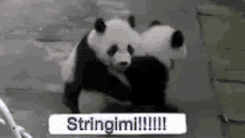 Panda Hug GIF - Panda Hug Clingy GIFs