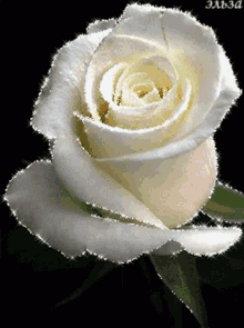 White57 White Rose GIF