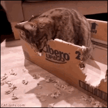 funny animals cats box eating yum