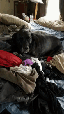 Lounging On Warm Laundry Warm Clothes GIF