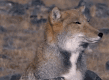 藏狐 Tibetan Sand Fox GIF