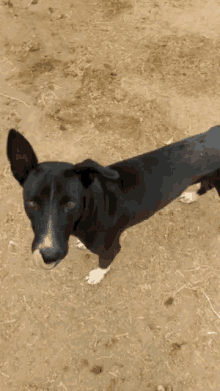 a black dog sticking its tongue out while standing in the dirt