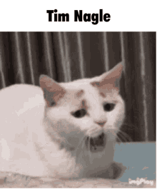 Cat Tim Nagle GIF - Cat Tim Nagle Yawn GIFs
