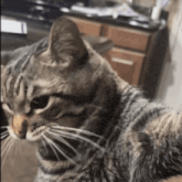 a close up of a cat 's face looking at the camera