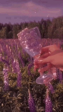 a person pouring water from a glass into a field of purple flowers .