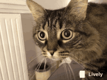Cat Fear GIF - Cat Fear Scared GIFs