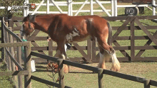 Cavalo Cavalo Safado GIF - Cavalo Cavalo Safado Safadinho GIFs