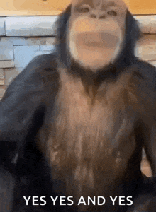 a close up of a monkey 's face with the words yes yes and yes below it