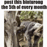 a picture of a raccoon hanging from a tree branch with the words post this binturong the 5th of every month