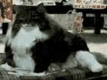 Fat Cat GIF - Fat Cat Scratch GIFs