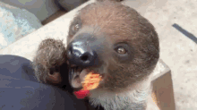 sloth flower gif imgur