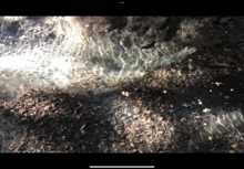 a few leaves are laying on the ground near a body of water