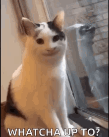 Smiling Cat Creepy Cat GIF - Smiling Cat Creepy Cat Cat GIFs