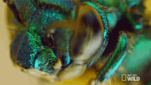 Big Eye An Orchids Trap GIF - Big Eye An Orchids Trap Wings Of Life GIFs
