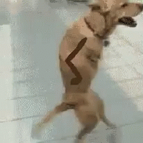 Youre So Cute Dog Running GIF - Youre So Cute Dog Running Lets Go ...