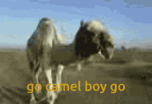 camel go camel go go ark never gonna break my stride walk