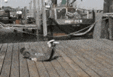 Fish Flop GIF - Fish Flop Flopping GIFs