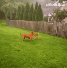 Playing The Pet Collective GIF